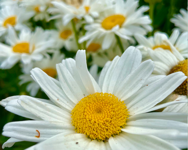 Specialized Therapeutic Modalities - EMDR, Brainspotting & Hypnotherapy